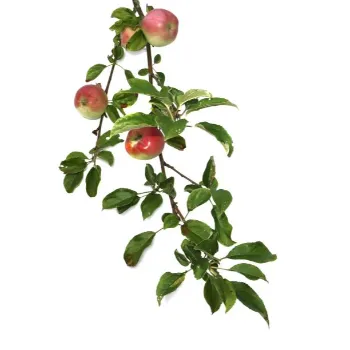 Apple Plant